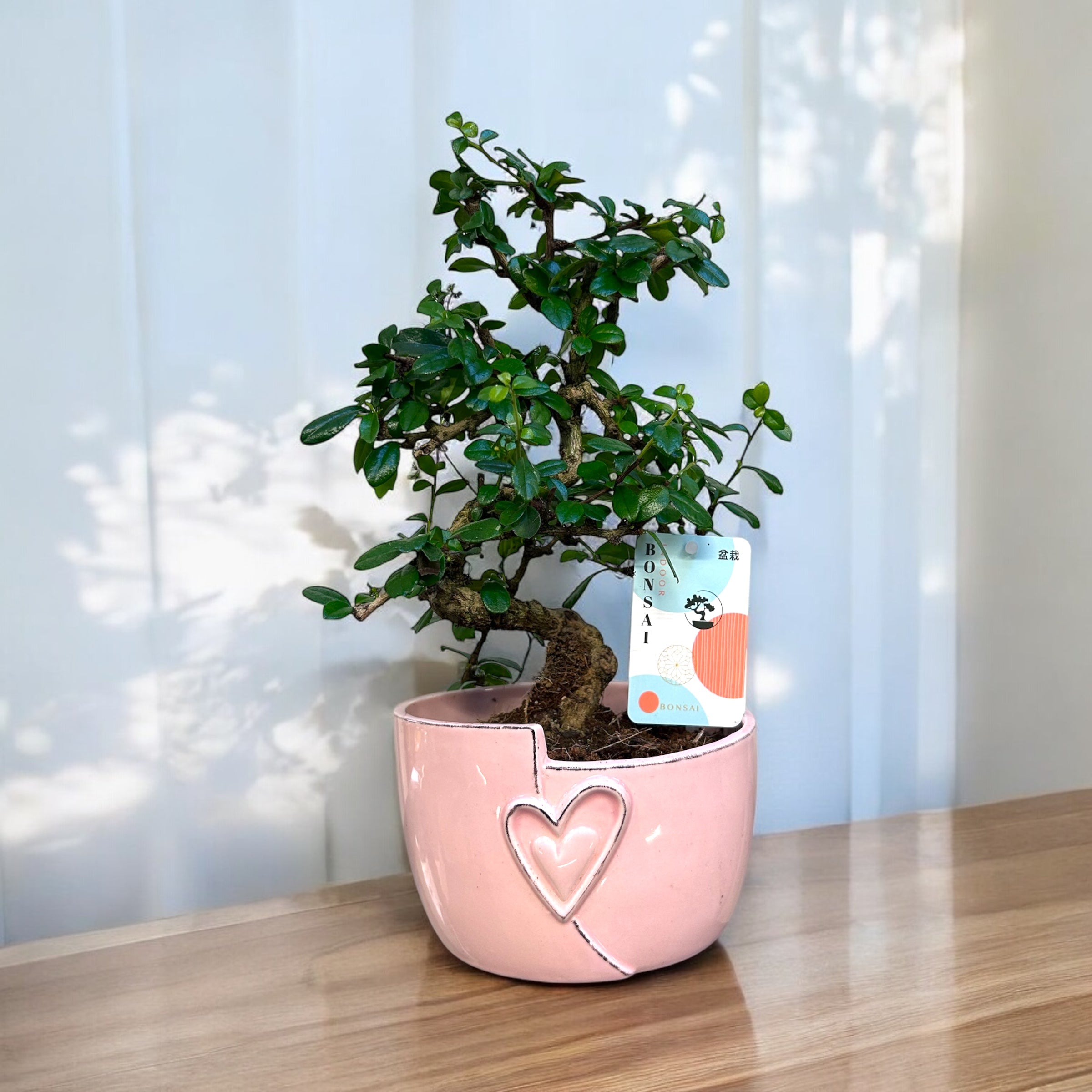 Indoor Bonsai Mix "Hart" 24 stuks (EURO:15.00 per stuk ,Alleen Nederland thuisbezorging)
