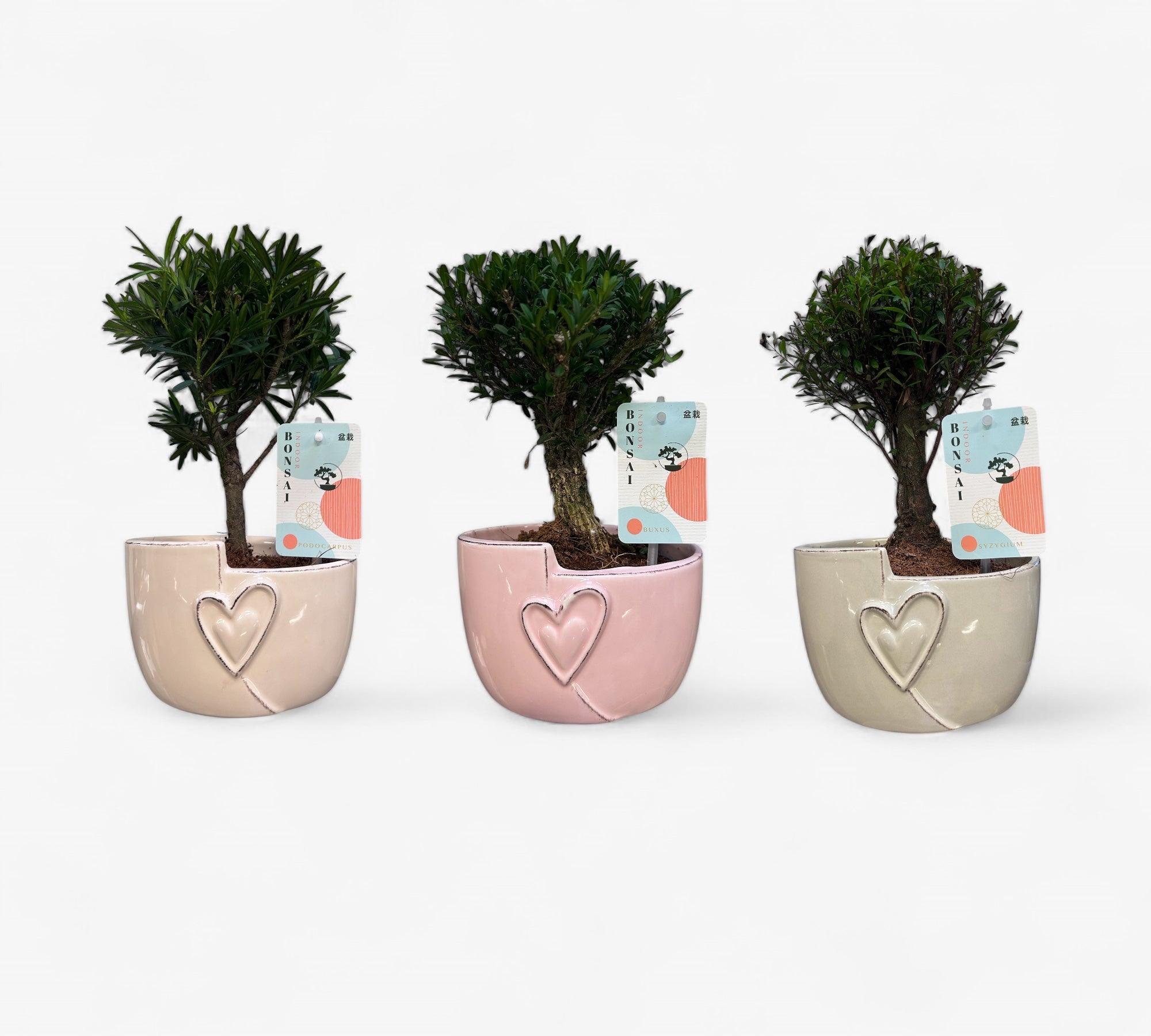 Indoor Bonsai Mix "Hart" 24 stuks (EURO:15.00 per stuk ,Alleen Nederland thuisbezorging)