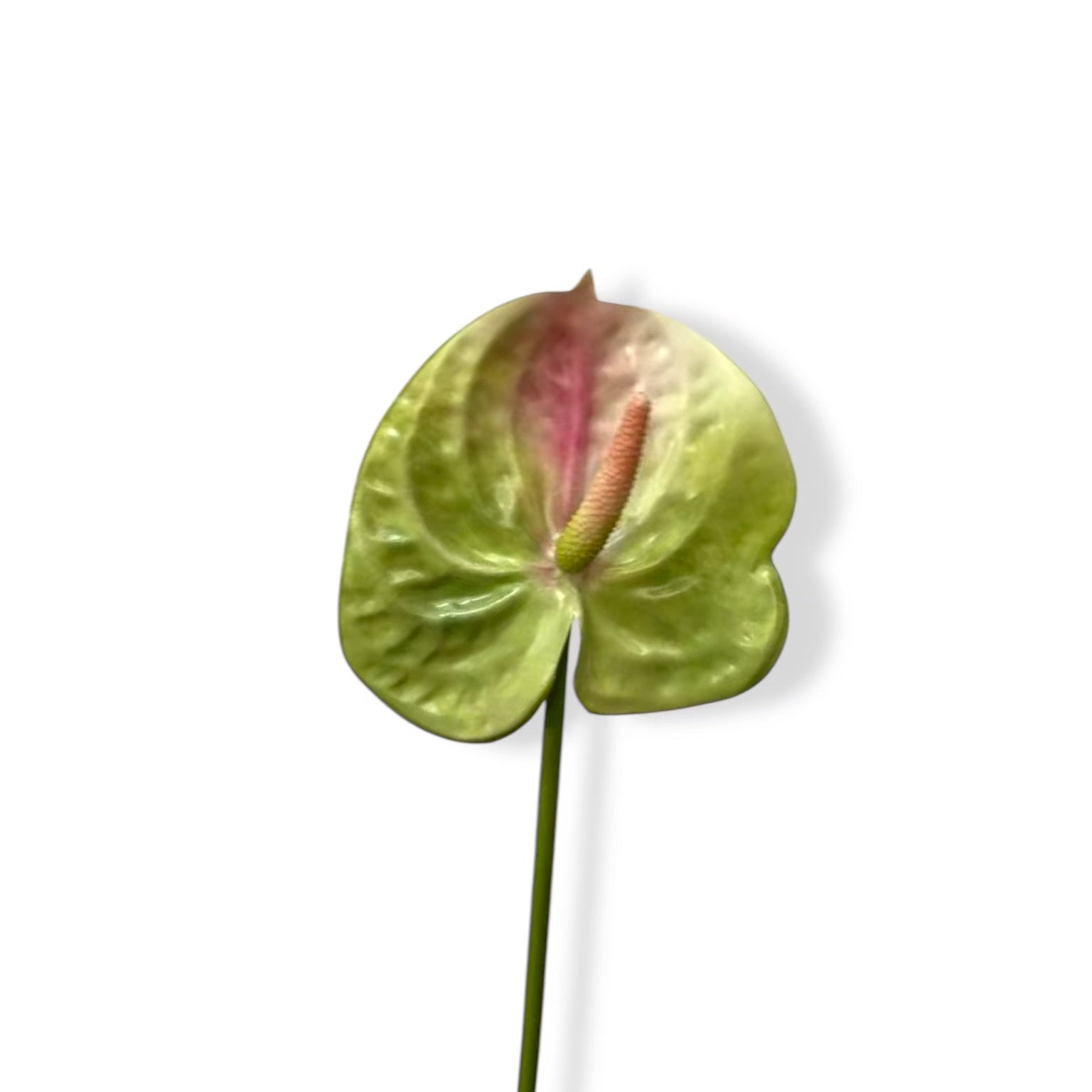 Anthurium Green-01 | Zijden kunstbloem | Lengte 55cm 1pcs