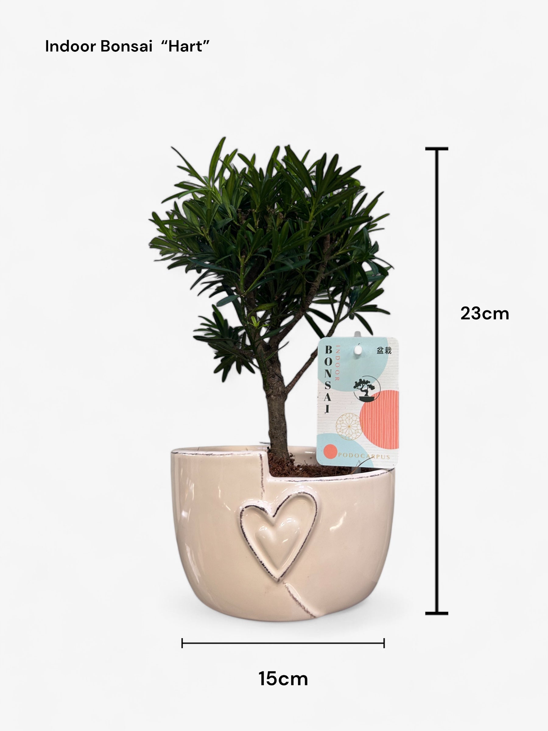 Indoor Bonsai Mix "Hart" 24 stuks (EURO:15.00 per stuk ,Alleen Nederland thuisbezorging)