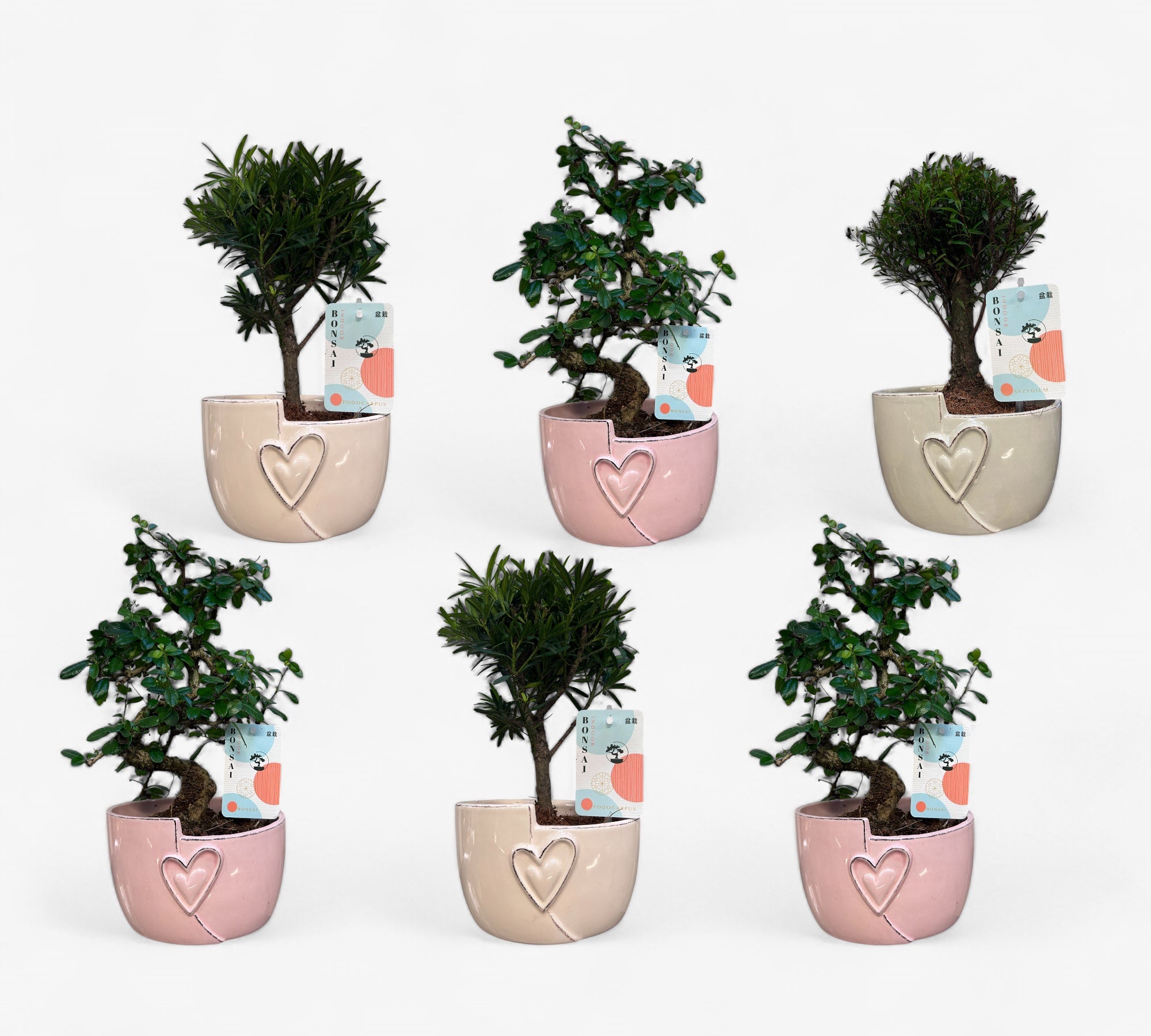 Indoor Bonsai Mix "Hart" 24 stuks (EURO:15.00 per stuk ,Alleen Nederland thuisbezorging)