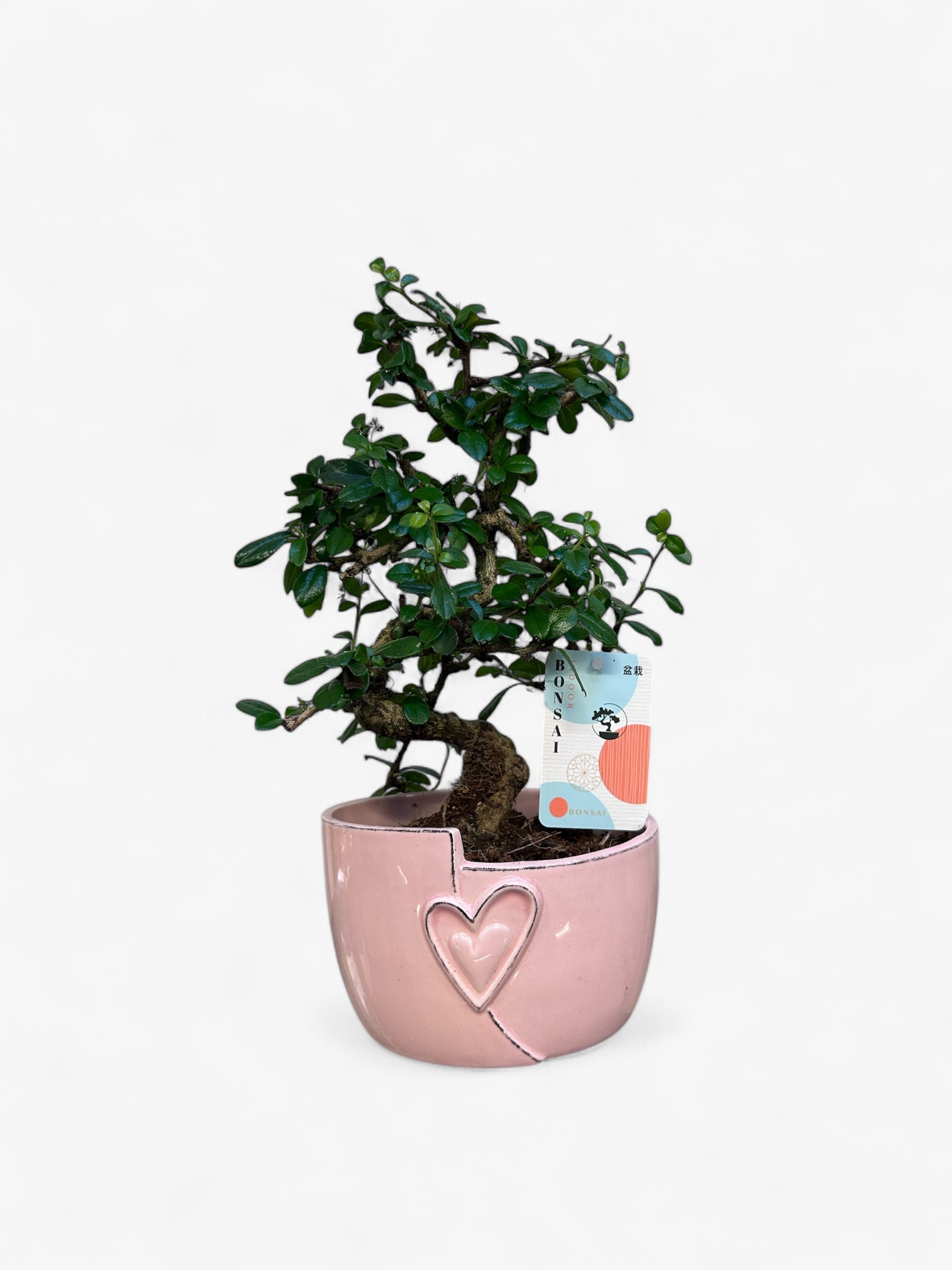 Indoor Bonsai Mix "Hart" 24 stuks (EURO:15.00 per stuk ,Alleen Nederland thuisbezorging)