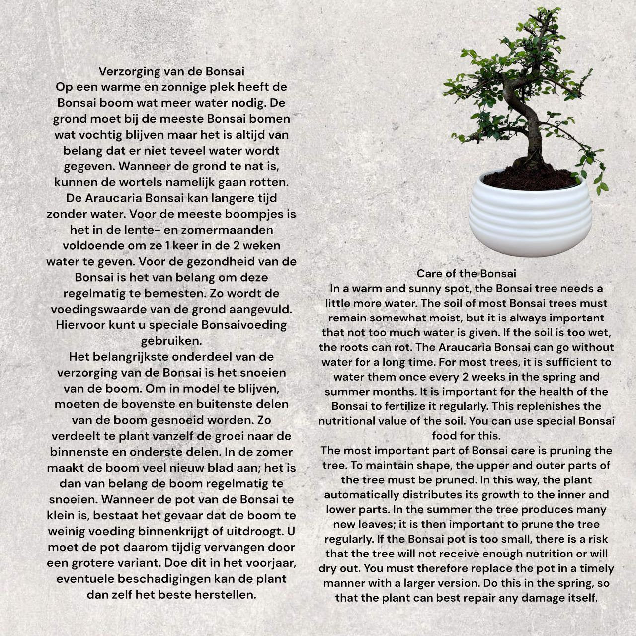Indoor Bonsai Mix "Hart" 24 stuks (EURO:15.00 per stuk ,Alleen Nederland thuisbezorging)