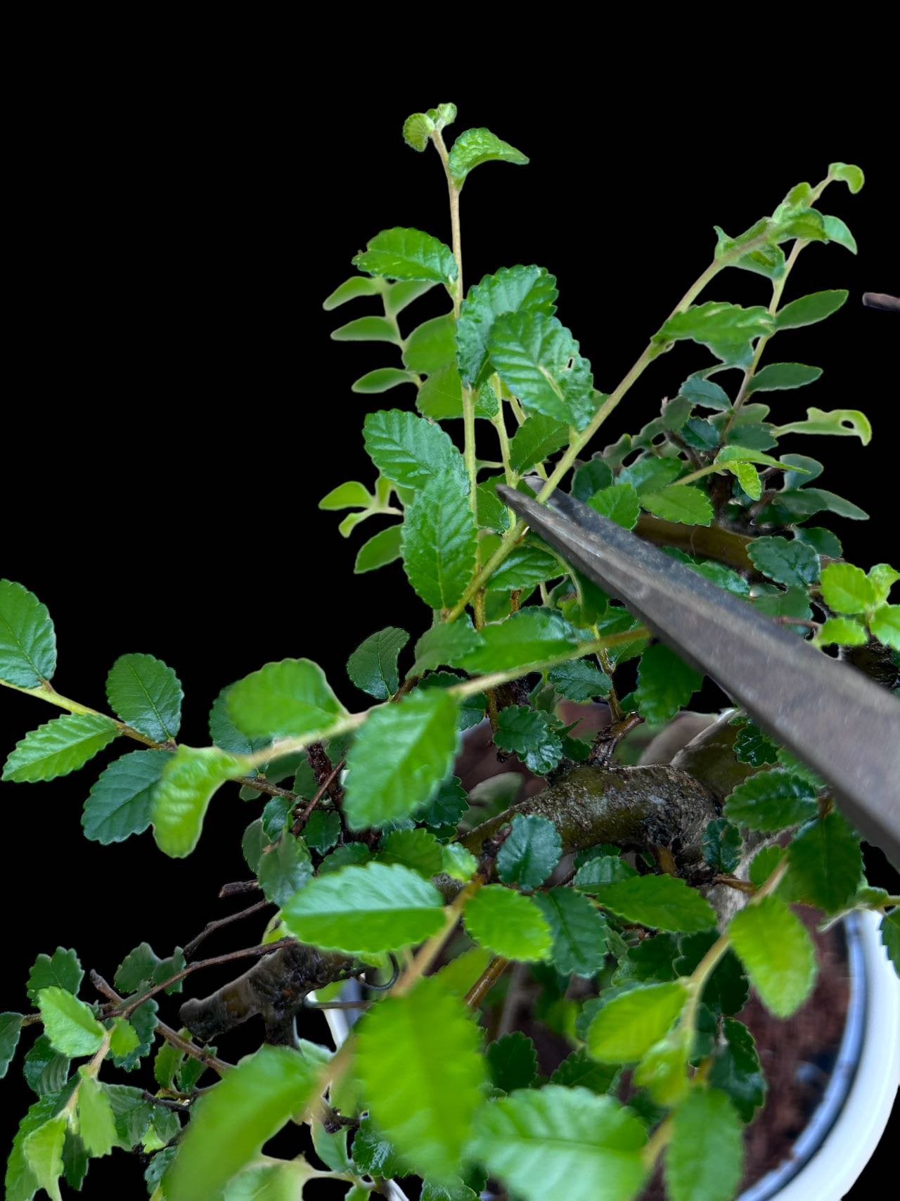 Indoor Bonsai Mix "Hart" 24 stuks (EURO:15.00 per stuk ,Alleen Nederland thuisbezorging)
