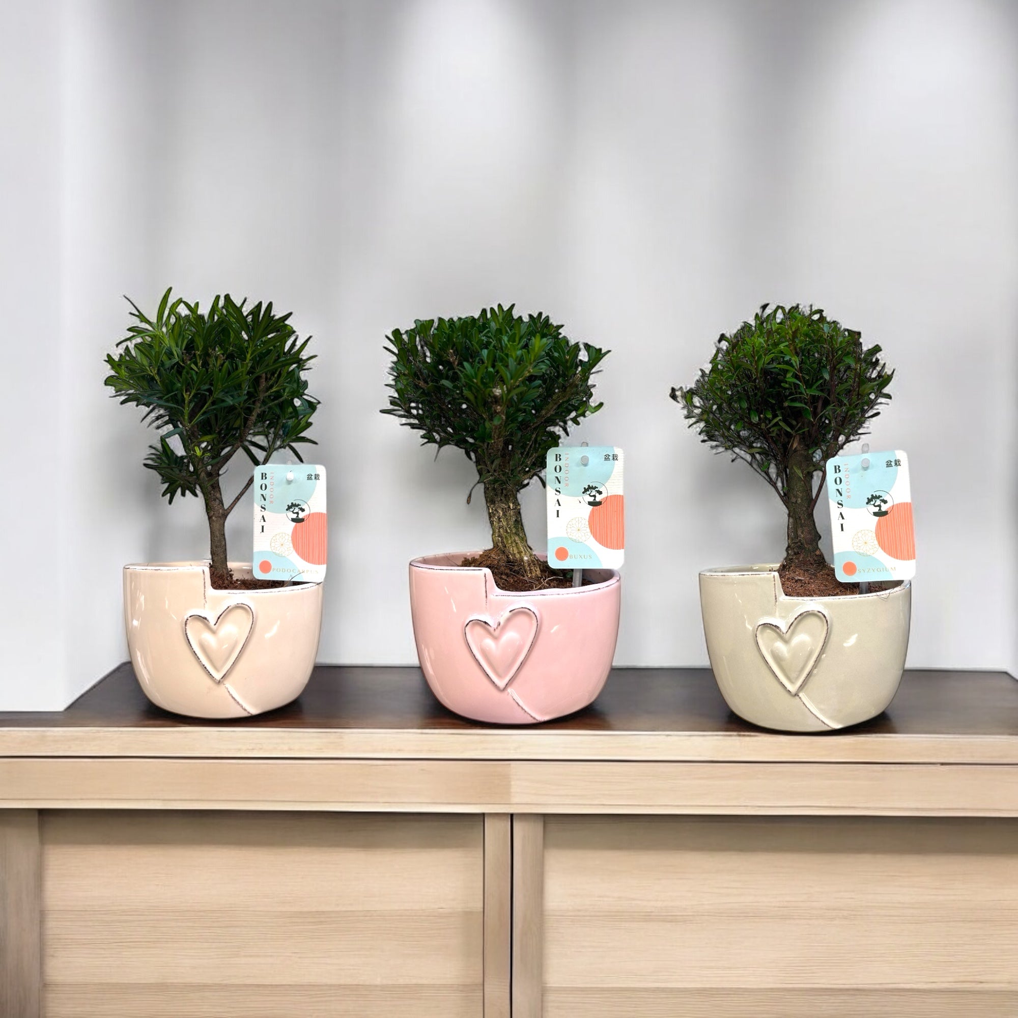 Indoor Bonsai Mix "Hart" 24 stuks (EURO:15.00 per stuk ,Alleen Nederland thuisbezorging)