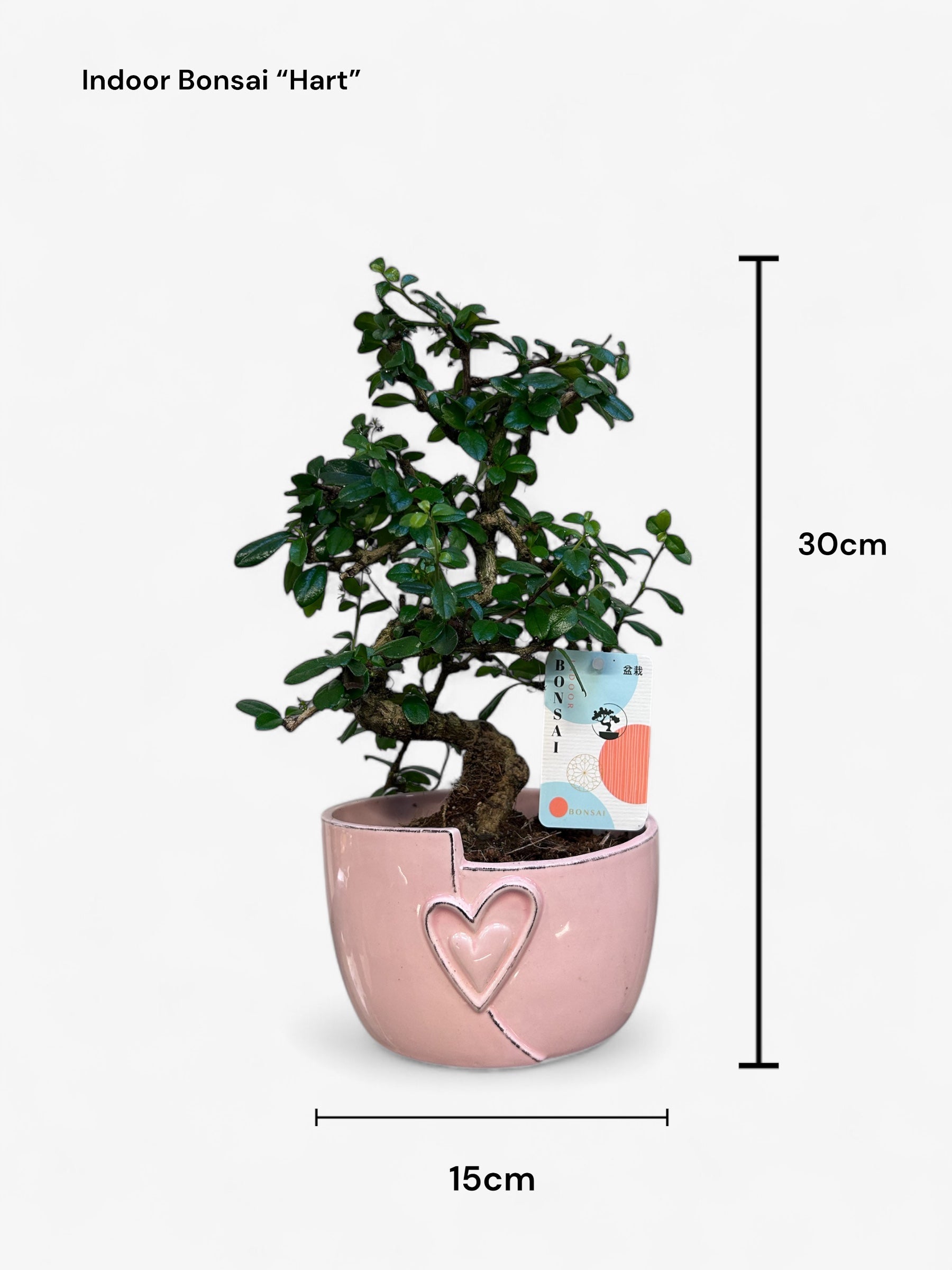 Indoor Bonsai Mix "Hart" 24 stuks (EURO:15.00 per stuk ,Alleen Nederland thuisbezorging)