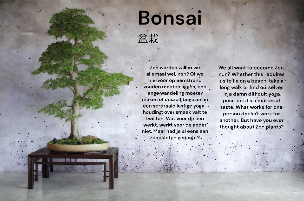 Indoor Bonsai Mix "Hart"  24 stuks (16.35 euro per  stuk ，Bevat 9% BTW，thuisbezorging)