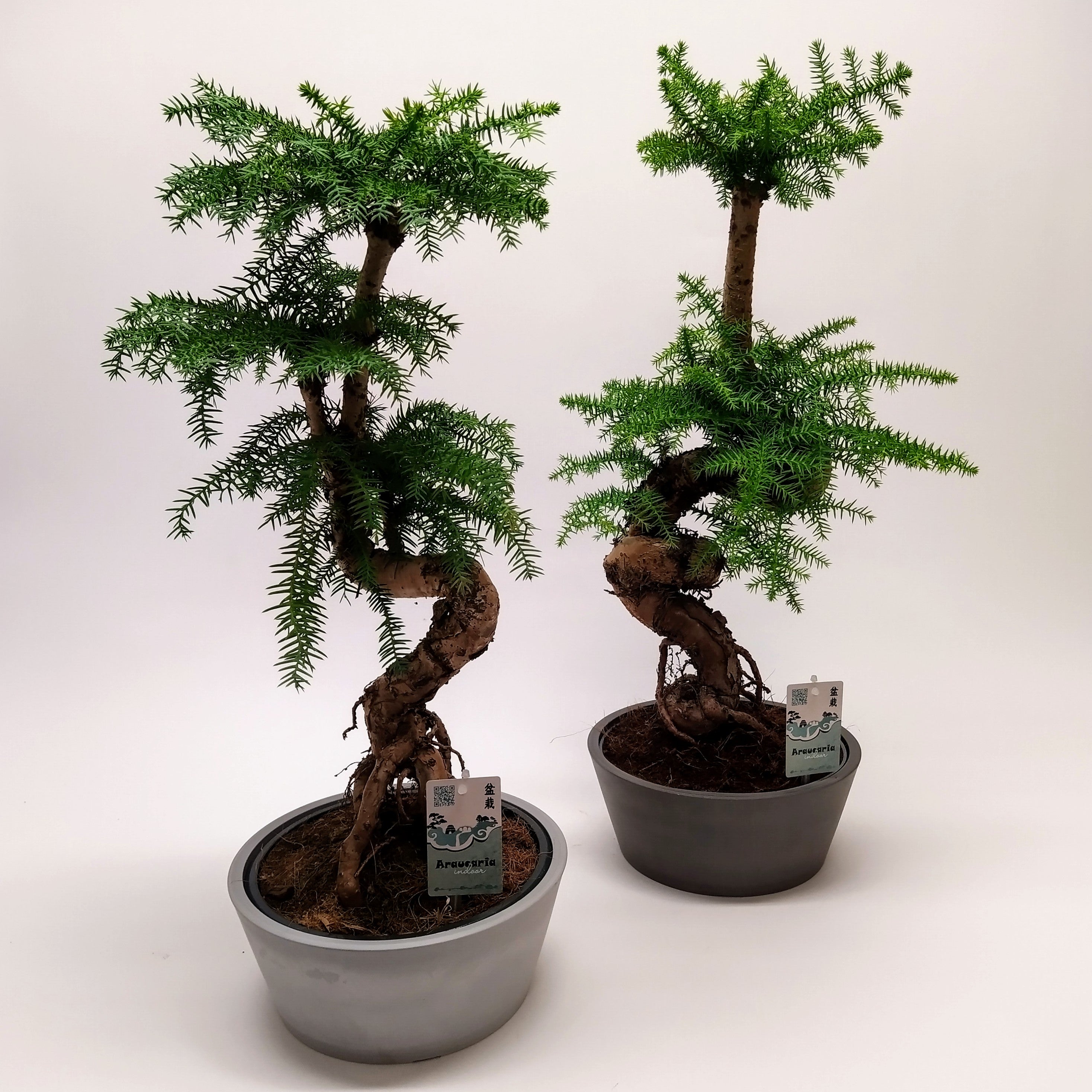 Araucaria Cunninghamii Bonsai 'Natural' Eco-pot 25 cm one pcs