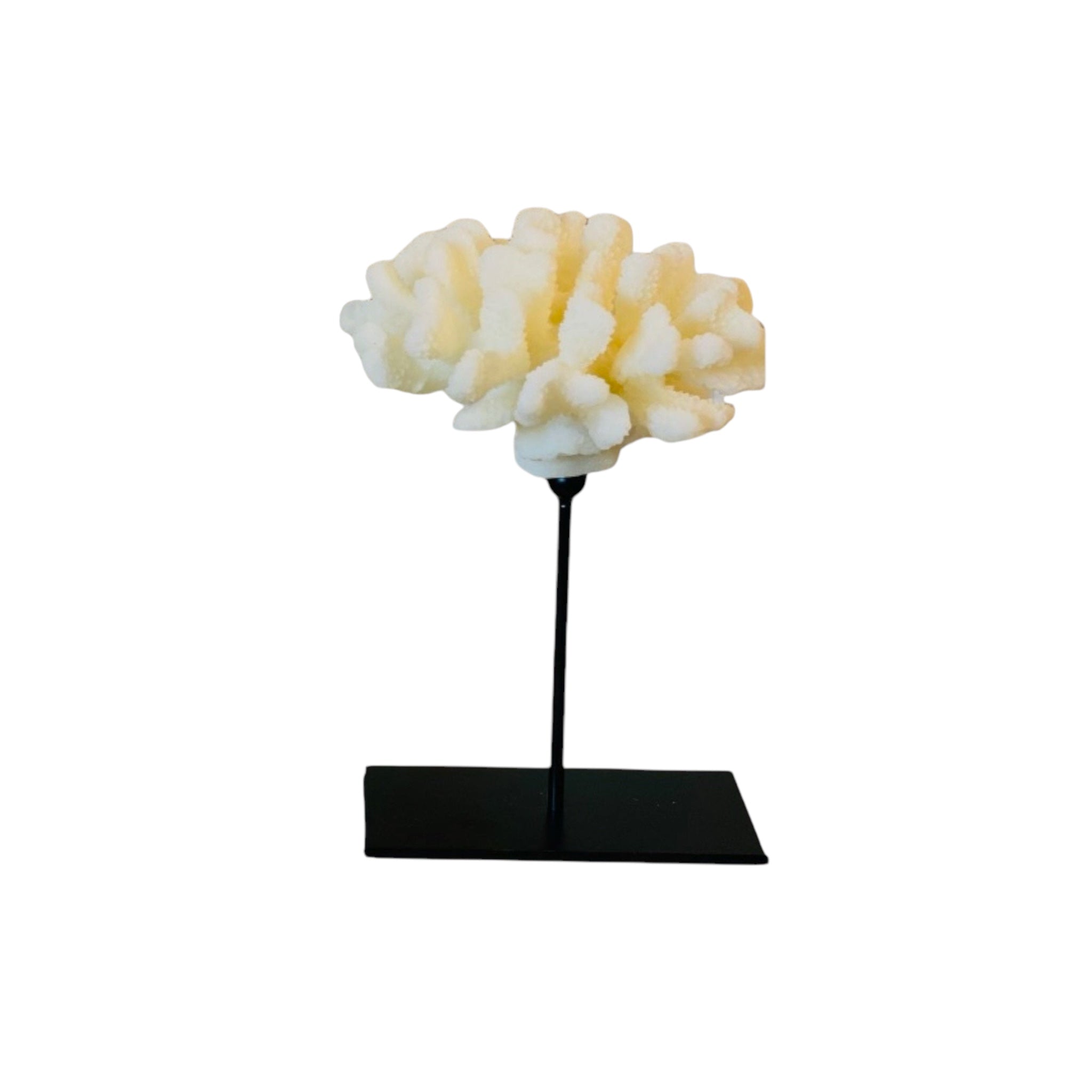 Coral collection with metal stand -s sizeH25cm W15cm D15cm