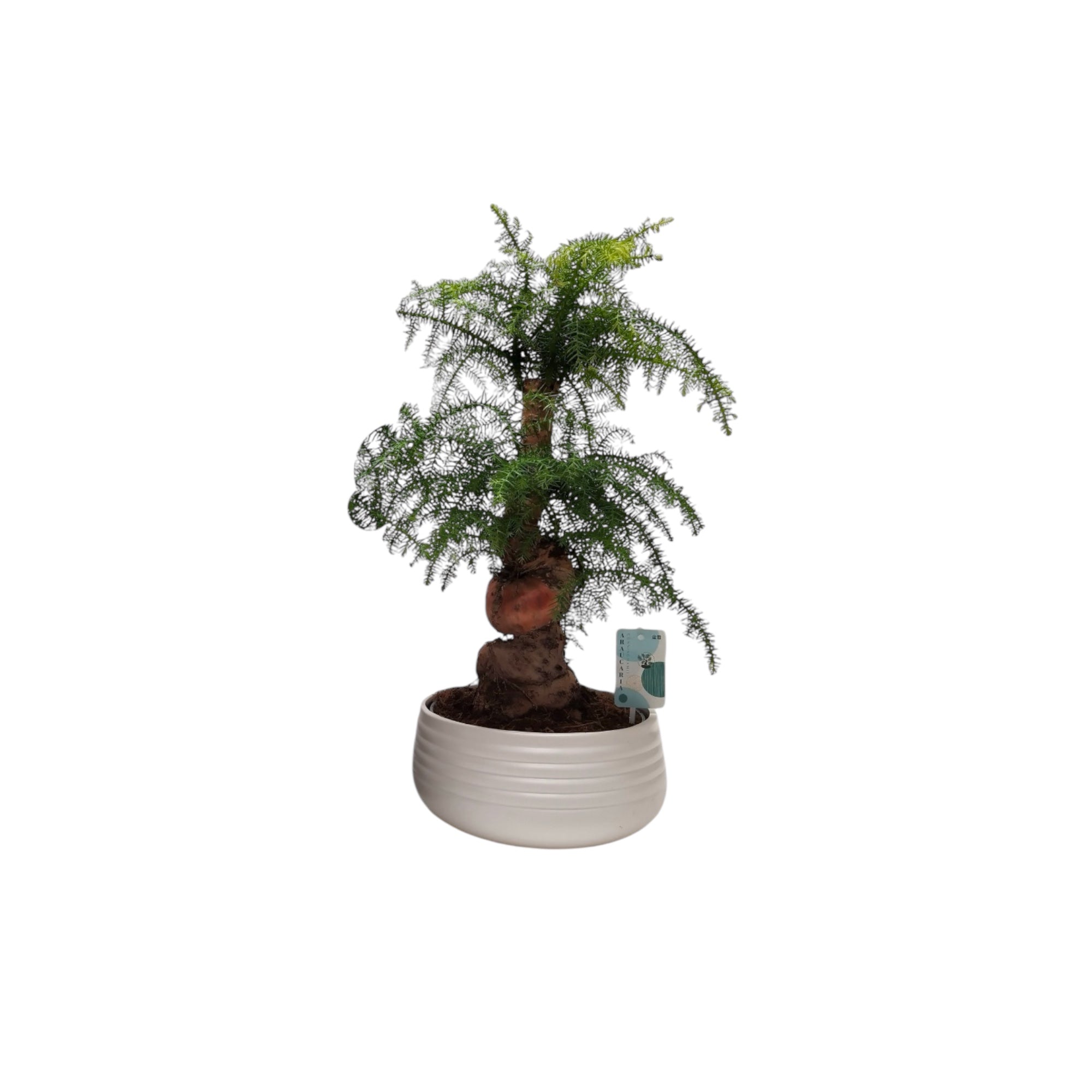 Araucaria Spiral 26 cm 2024