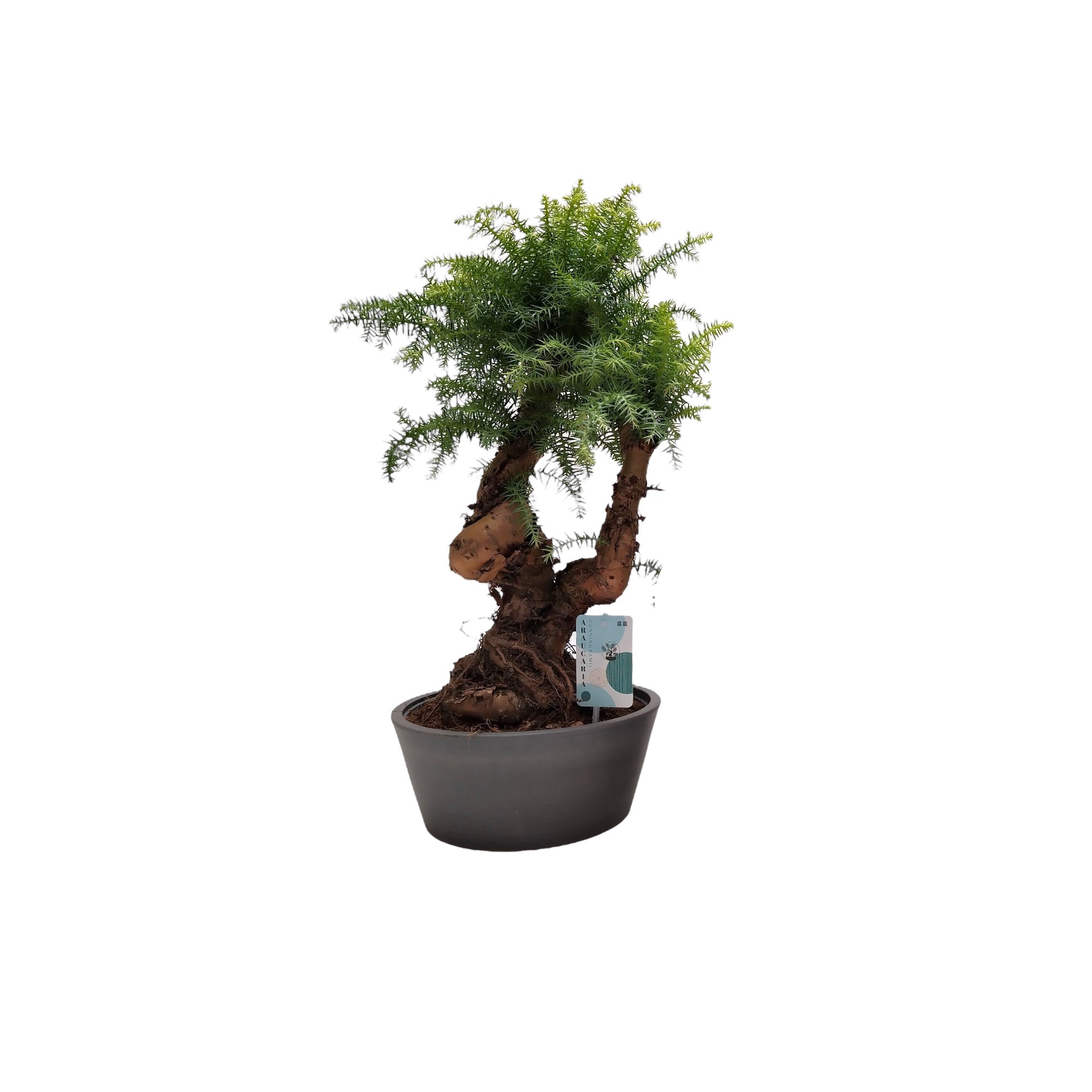 Araucaria Cunninghamii Bonsai 'Natural' Eco-pot 25 cm one pcs