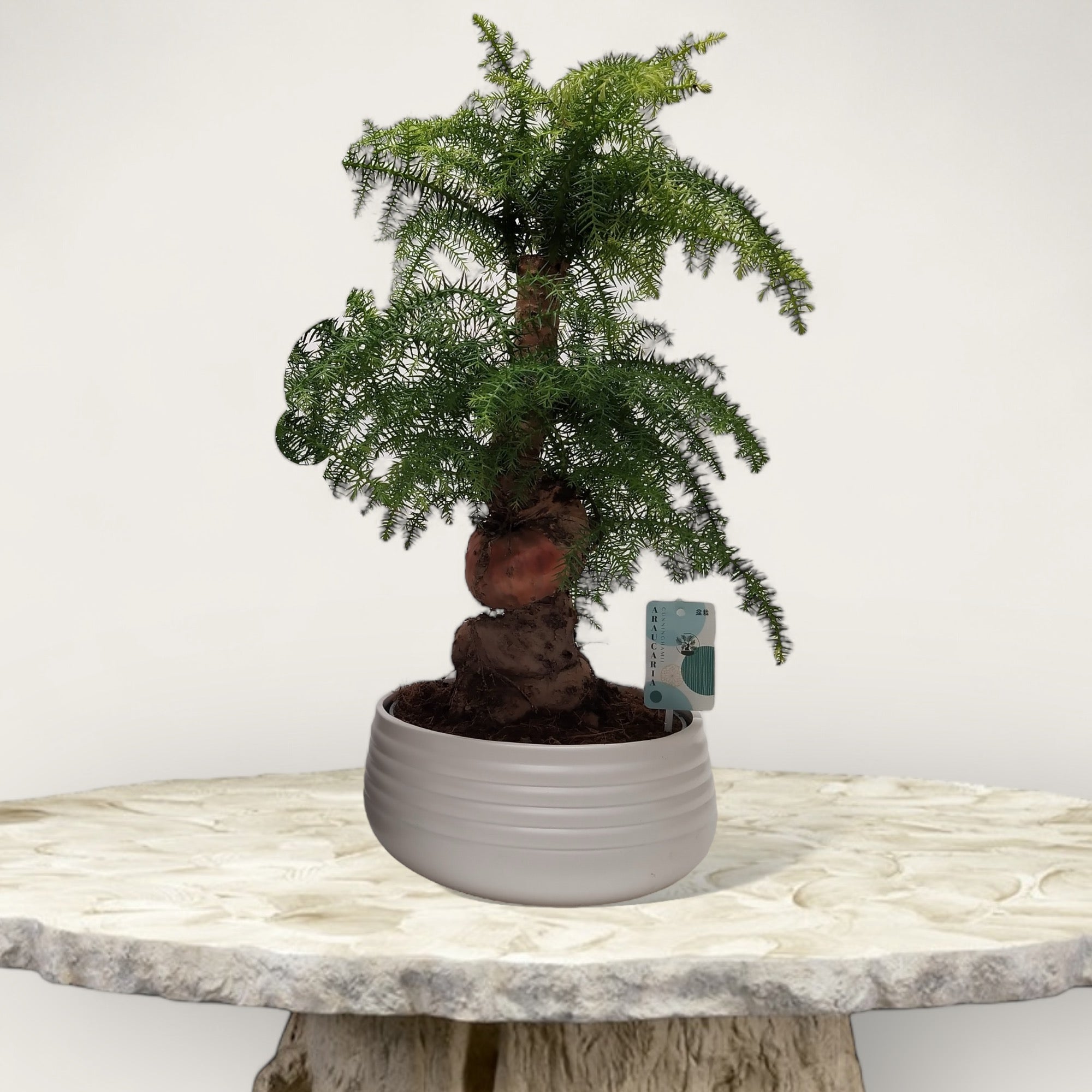 Araucaria Spiral 26 cm 2024