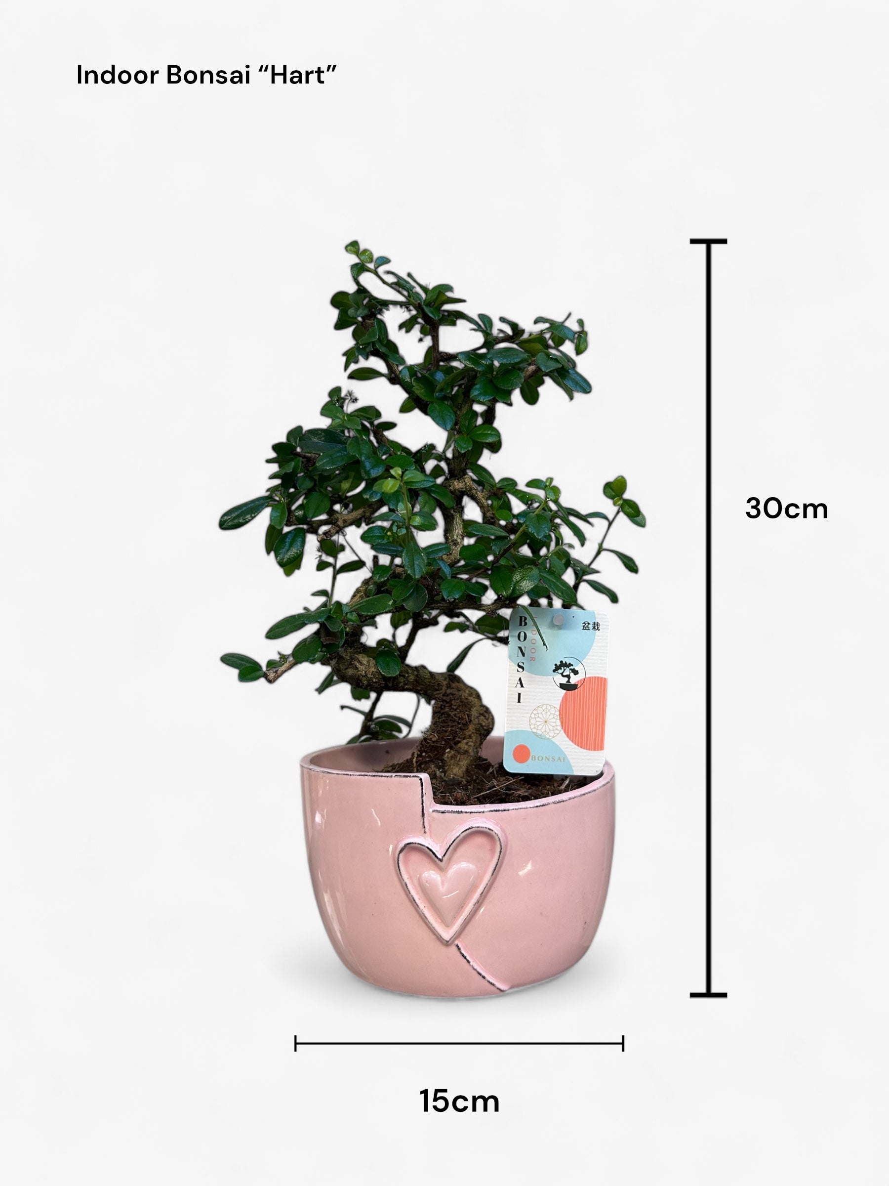 Indoor Bonsai Mix "Hart"  24 stuks (16.35 euro per  stuk ，Bevat 9% BTW，thuisbezorging)