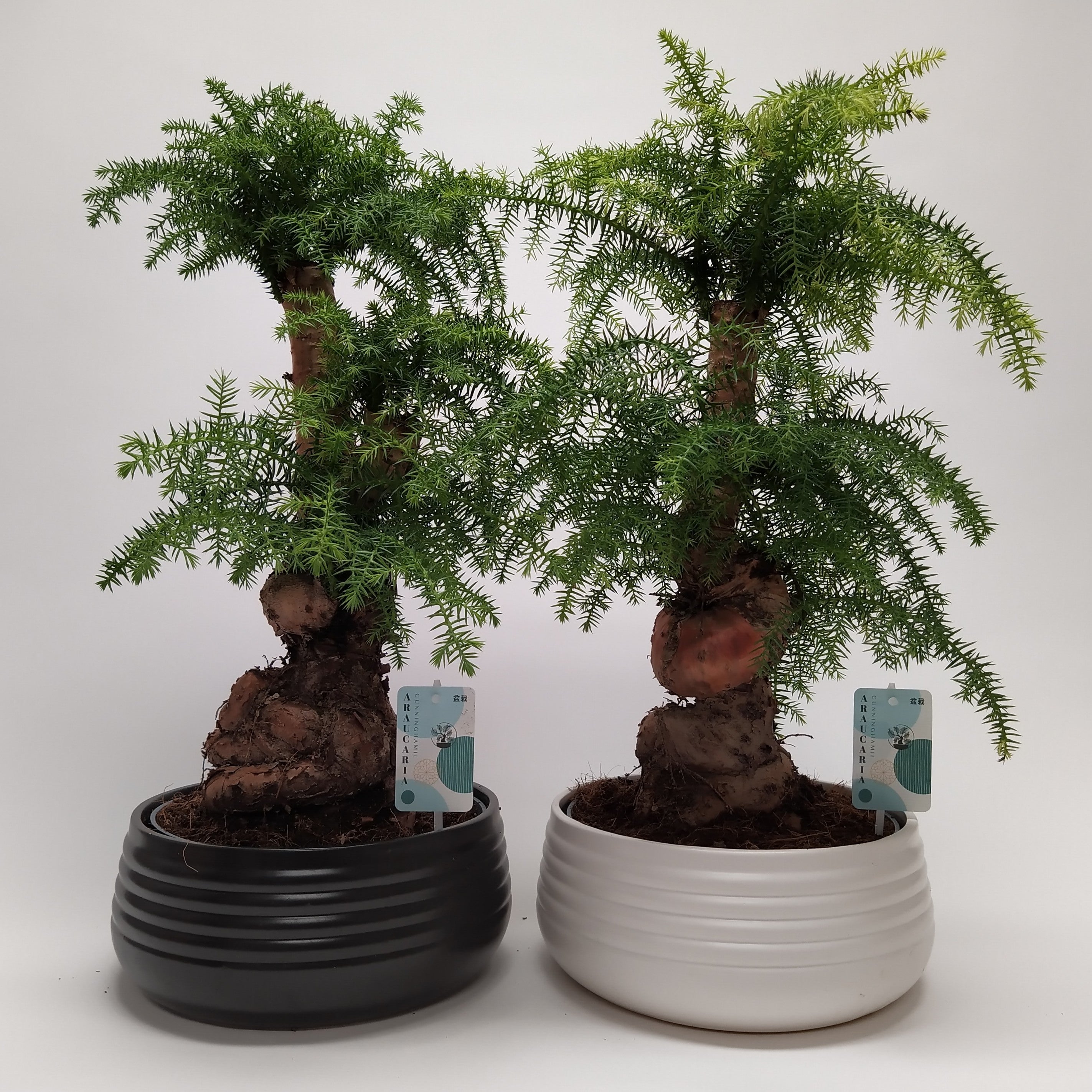 Araucaria Spiral 26 cm 2024